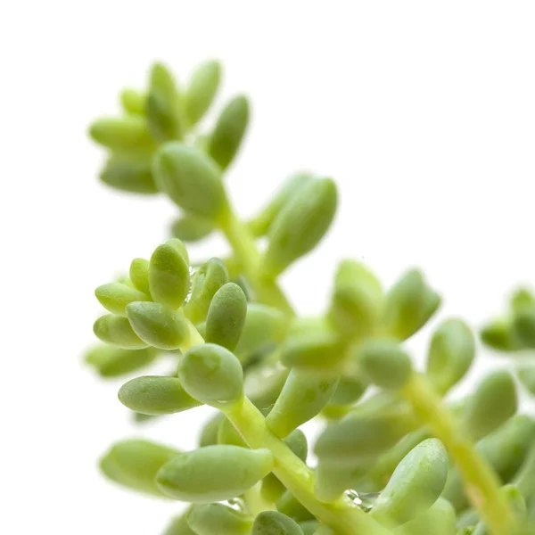 Pequena planta sedum isolado em branco — Fotografia de Stock