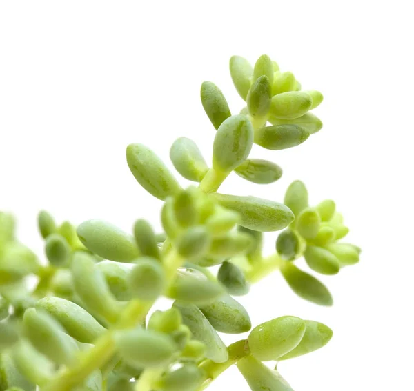 Small sedum plant isolated on white — Stock Photo, Image