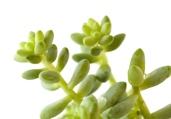 Small sedum plant isolated on white — Stock Photo, Image