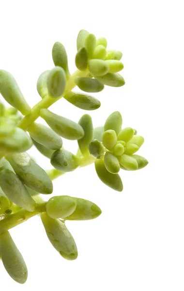 Piccola pianta sedum isolata su bianco — Foto Stock