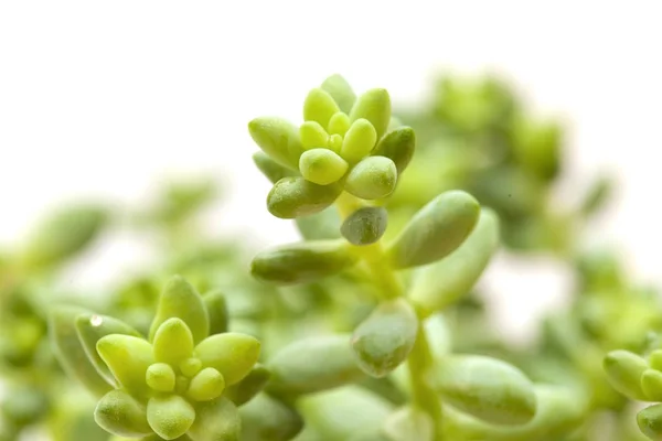 Small sedum plant isolated on white — Stock Photo, Image
