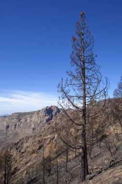Gran Canaria  October 2017