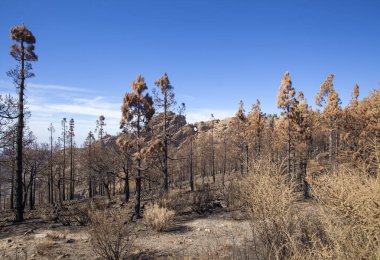Gran Canaria  October 2017