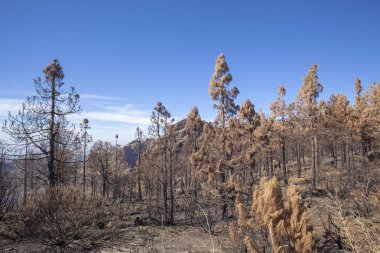 Gran Canaria  October 2017