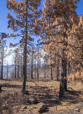 Gran Canaria  October 2017