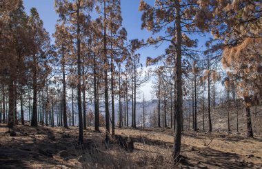 Gran Canaria  October 2017