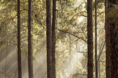 Gran Canaria, Tabiat Parkı Tamadaba
