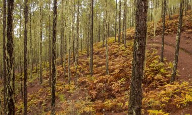 Gran Canaria, Tabiat Parkı Tamadaba