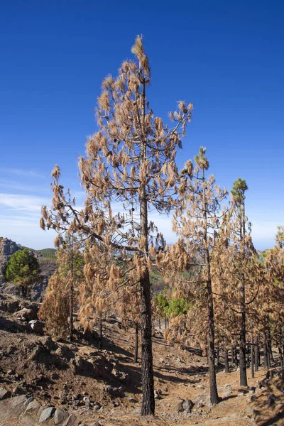 Gran Canaria  October 2017 — Stock fotografie