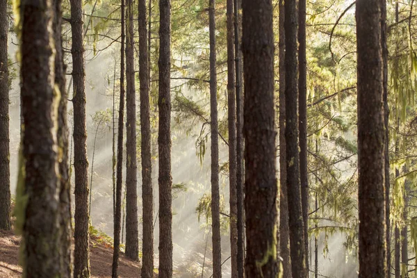 Gran Canaria, Parco Naturale Tamadaba — Foto Stock