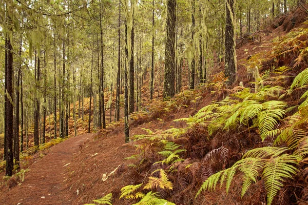 Gran Canaria, Parque Natural Tamadaba — Foto de Stock