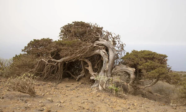 เอล ไฮโร เกาะคานารี — ภาพถ่ายสต็อก