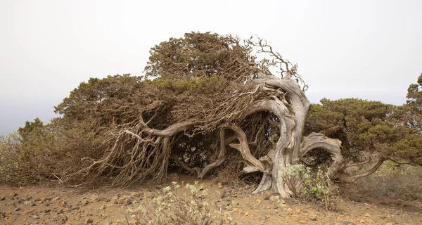 El Hierro, Canary Islands — 图库照片