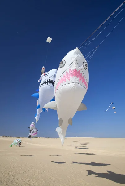 Fuerteventura Kite Fesztivál — Stock Fotó