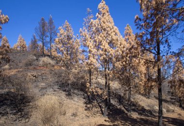 Gran Canaria  October 2017