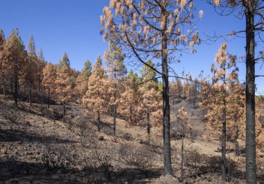 Gran Canaria  October 2017