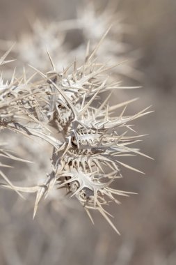 Gran Canaria - Scolymus maculatus thistle kuru flowerheads florası