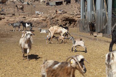 Gran Canaria Keçi çiftliğinde