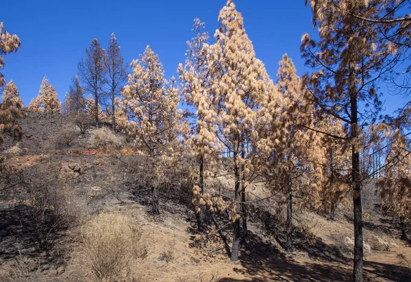 Gran Canaria  October 2017