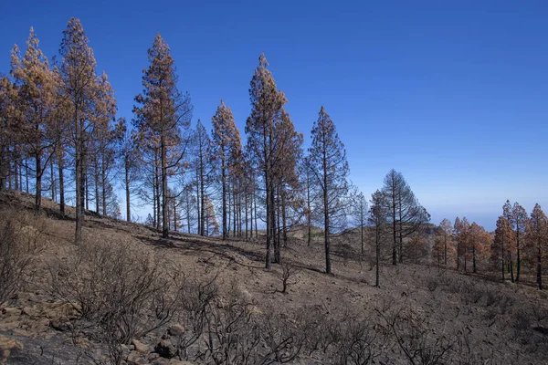 Gran Canaria  October 2017 — 스톡 사진