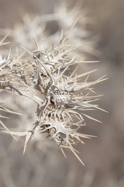 Flora Gran Canaria Dry Flowerheads Scolymus Maculatus Thistle — Stock Photo, Image