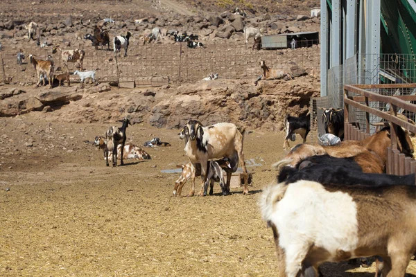 Kecske farm, Gran Canaria szigetén — Stock Fotó