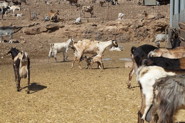 Granja de cabras en Gran Canaria —  Fotos de Stock