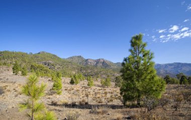 Büyük Kanarya, Kasım