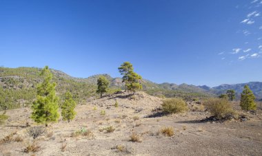 Büyük Kanarya, Kasım