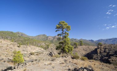 Büyük Kanarya, Kasım