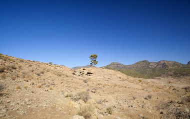 Büyük Kanarya, Kasım