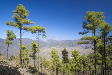 Büyük Kanarya, Kasım