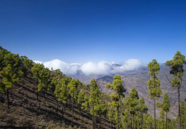 Büyük Kanarya, Kasım