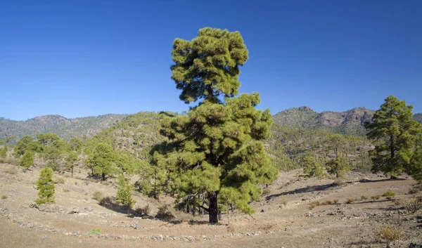 Gran Canaria, listopad — Zdjęcie stockowe