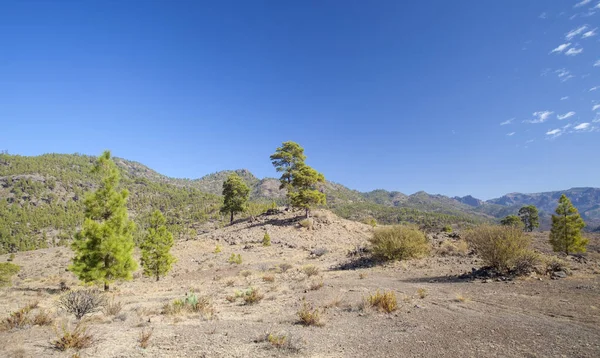 Büyük Kanarya, Kasım