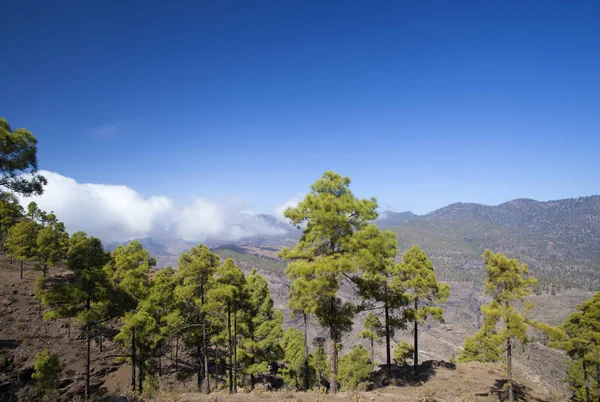 Gran Canaria, November — Stockfoto