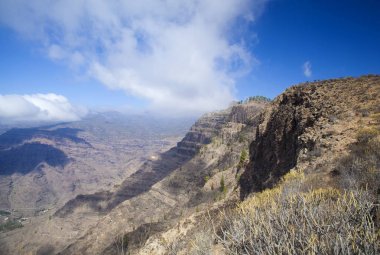 Büyük Kanarya, Kasım