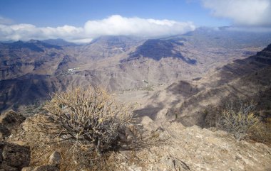 Büyük Kanarya, Kasım