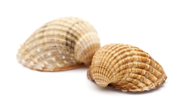 Grov hjärtmussla, Acanthocardia tuberculata, shell isolerad på vit — Stockfoto