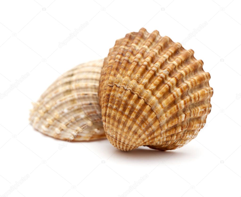 rough cockle, Acanthocardia tuberculata, shell isolated on white