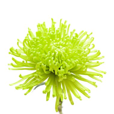 Yeşil örümcek krizantem