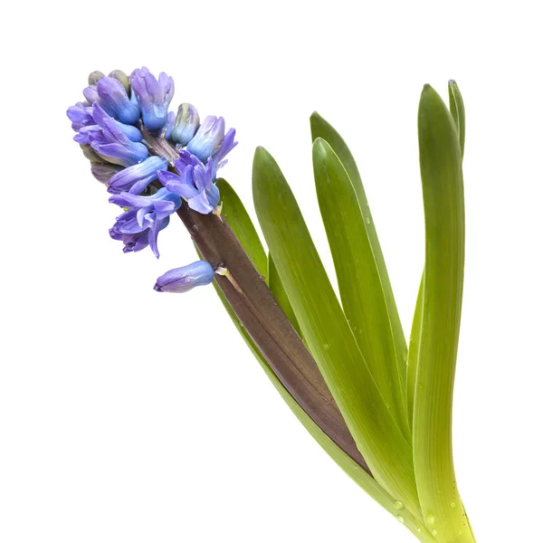 Blå Blommande Hyacint Isolerad Vit Bakgrund — Stockfoto