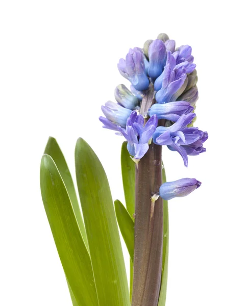 Jacinthe Fleurie Bleue Isolée Sur Fond Blanc — Photo