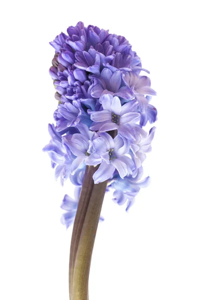 Blue Flowering Hyacinth Isolated White Background — Stock Photo, Image