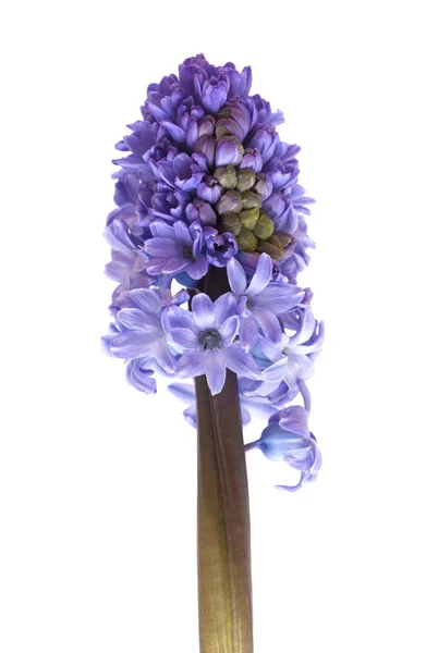 Blue Flowering Hyacinth Isolated White Background — Stock Photo, Image
