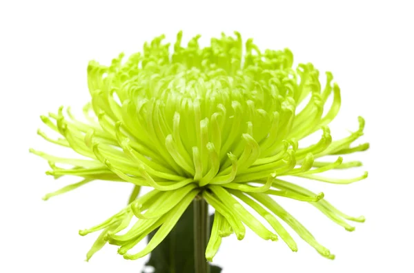 Grüne Spinne Chrysantheme — Stockfoto