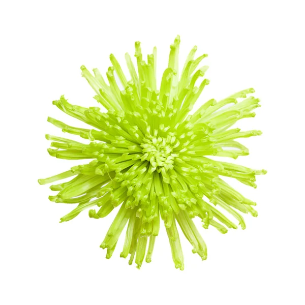 緑色のクモエネルギー菊 — ストック写真