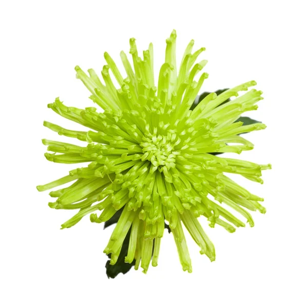 Araignée verte Chrysanthème — Photo