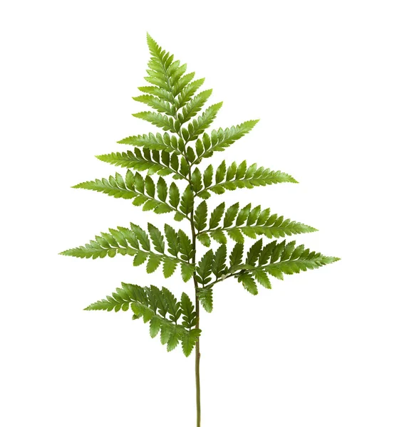 Leder-blad fern — Stockfoto