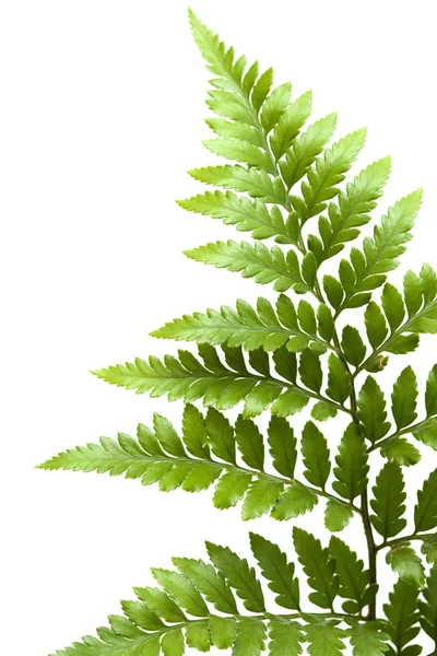 Leder-blad fern — Stockfoto